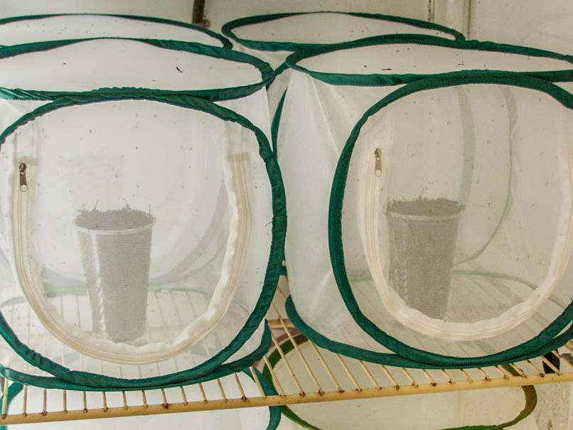 mesh cages for gnats