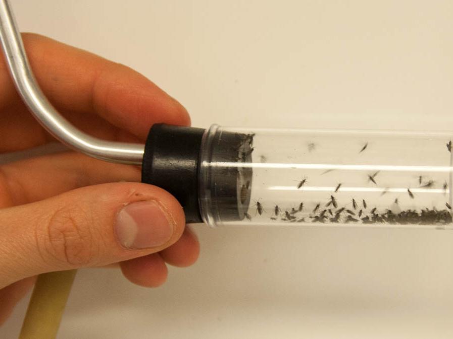 vial full of gnats