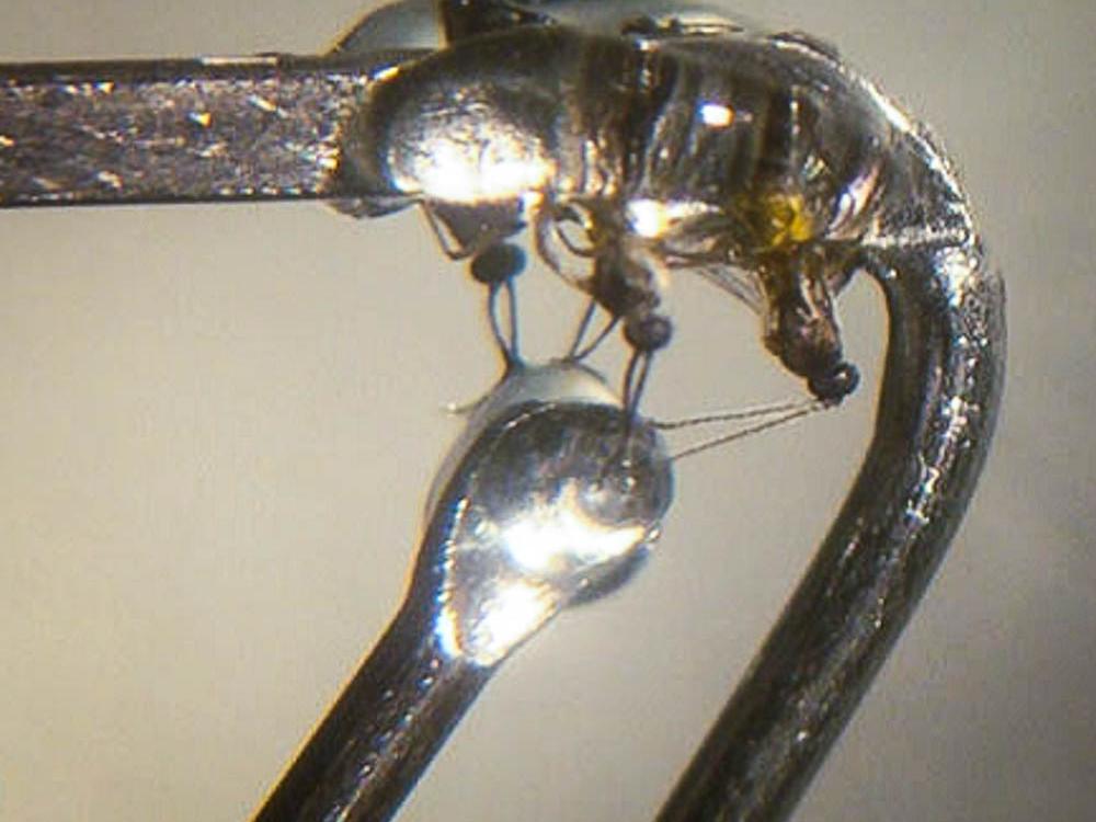 gnats and electronantennograph