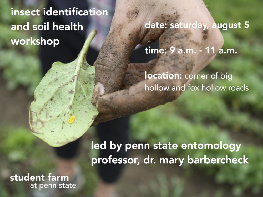 insect identification workshop