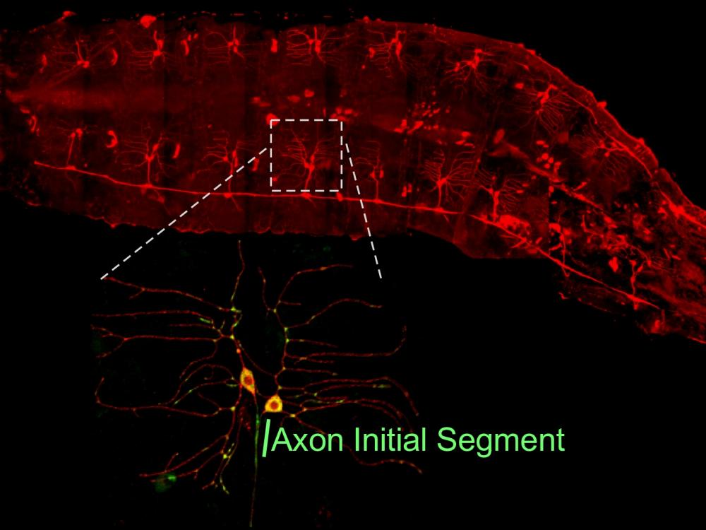 Drosophila larva expressing fluorescent proteins in neurons