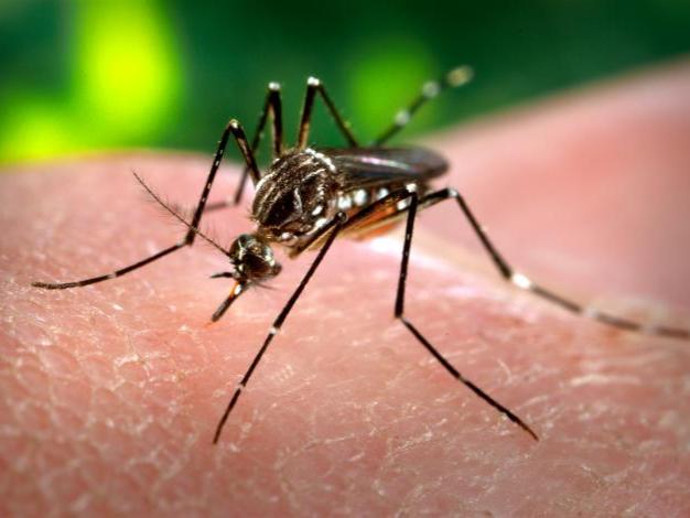 Zika grant Jason Rasgone