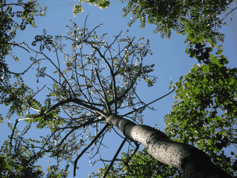 wilting Ailanthus tree