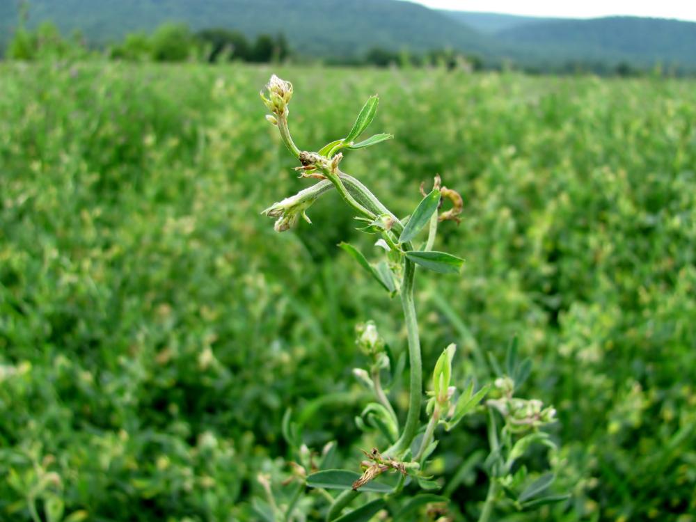 alfalfa