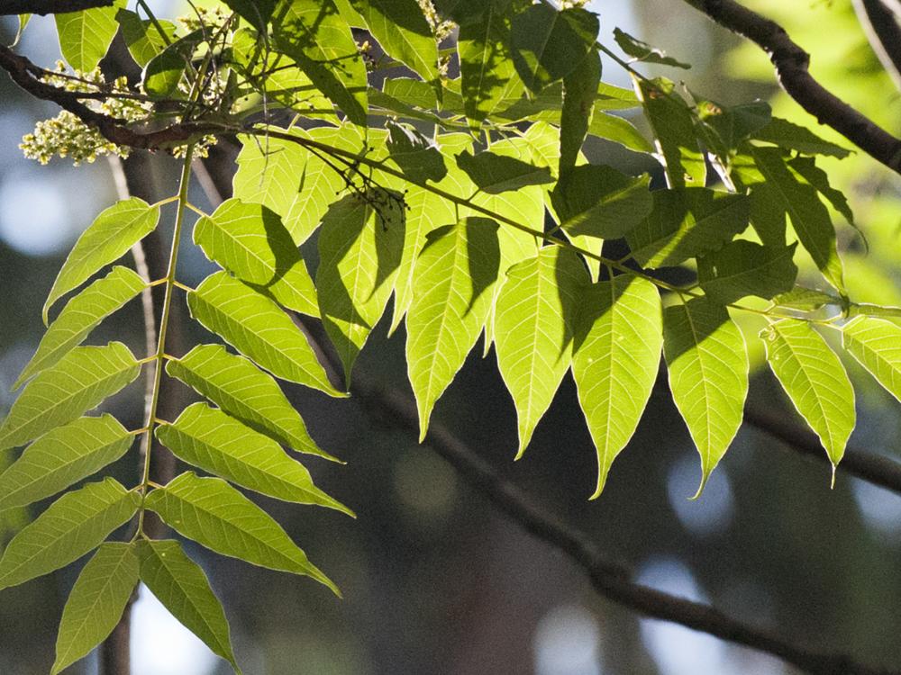 leaves of the Ailanthus tree, Old Main, Penn State