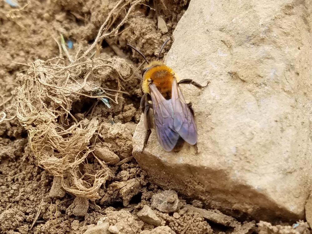 Mining bee