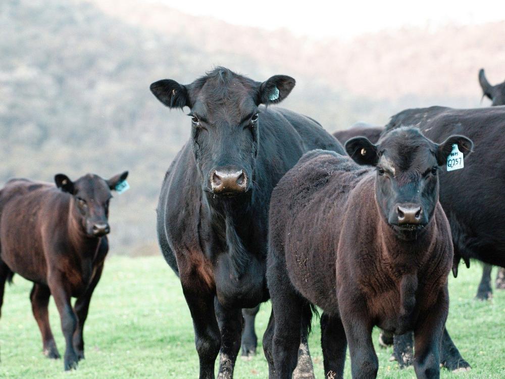 Angus cattle