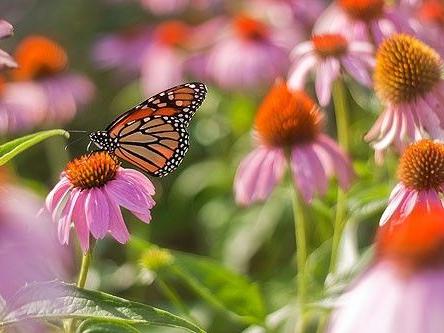 A monarch butterfly lands on a purple flower in the pollinators' garden.