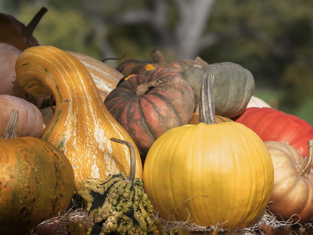 Pumpkins and gourds