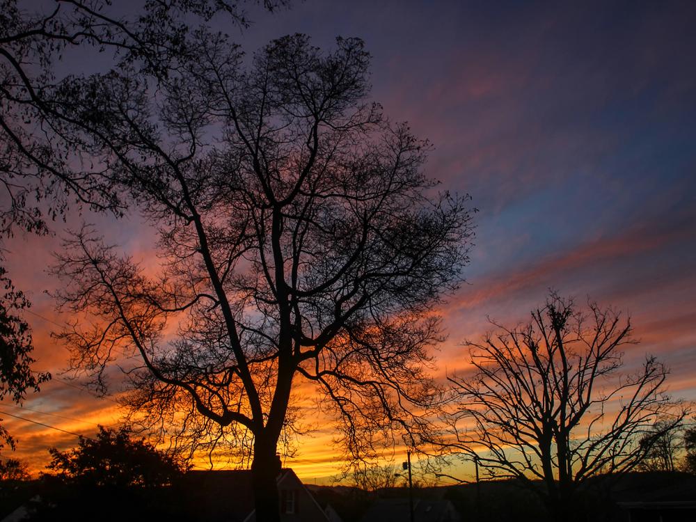 Sun setting behind trees