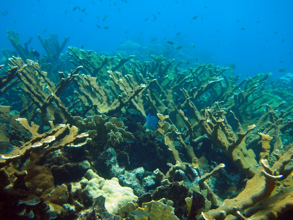 Caribbean Elkhorn Coral