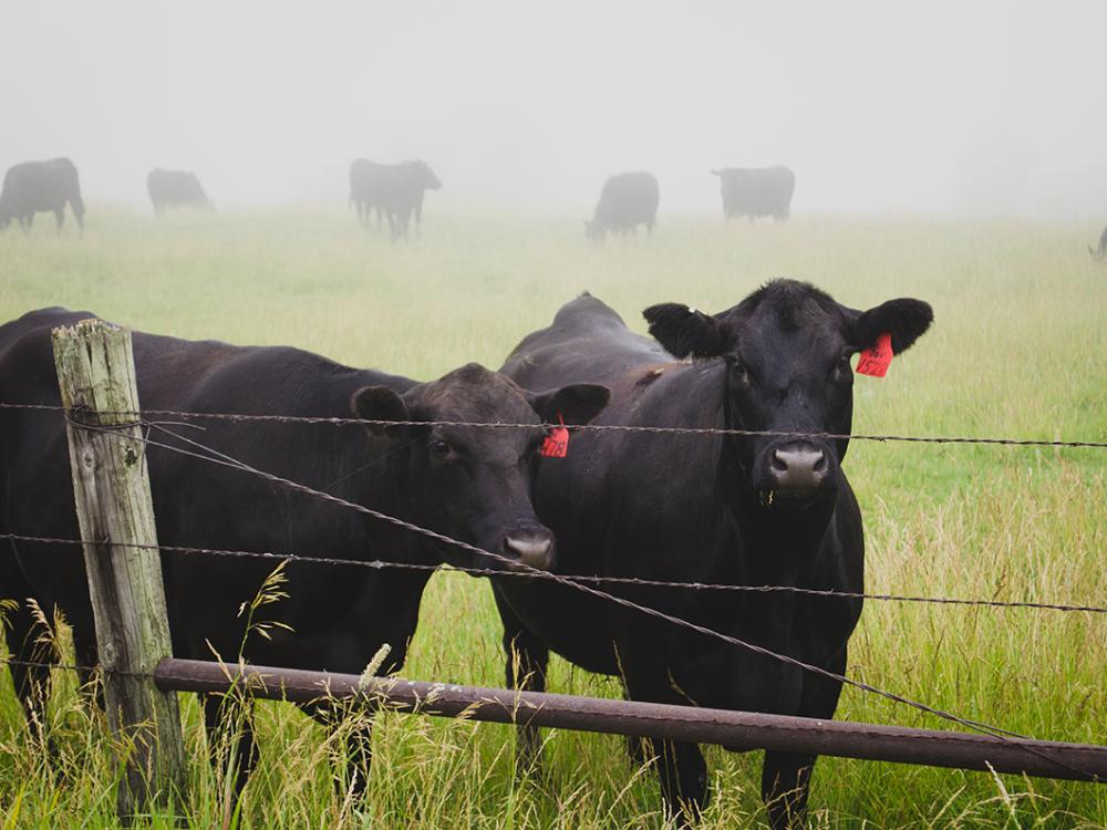 cattle emissions