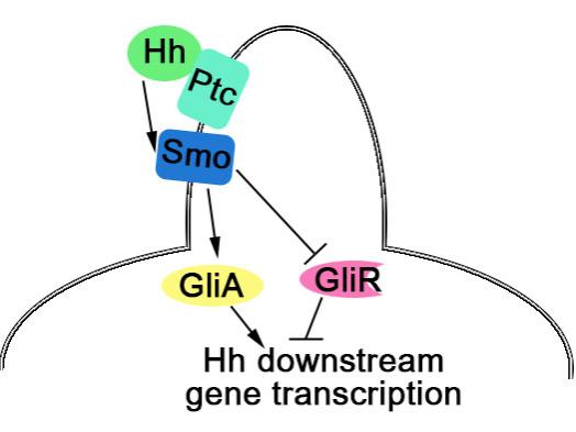 Drawing illustrating the signaling cascade that regulates thetranscription factors that control expression of other genes needed for bone development