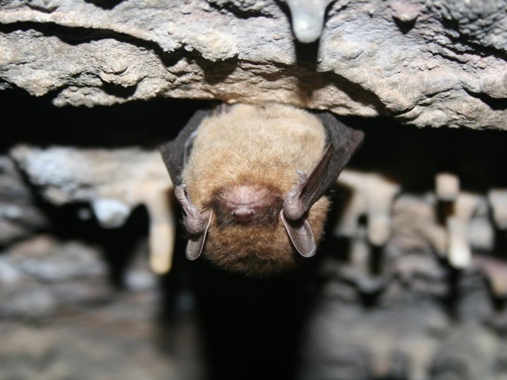 Healthy little brown bat hanging from a cave ceiling