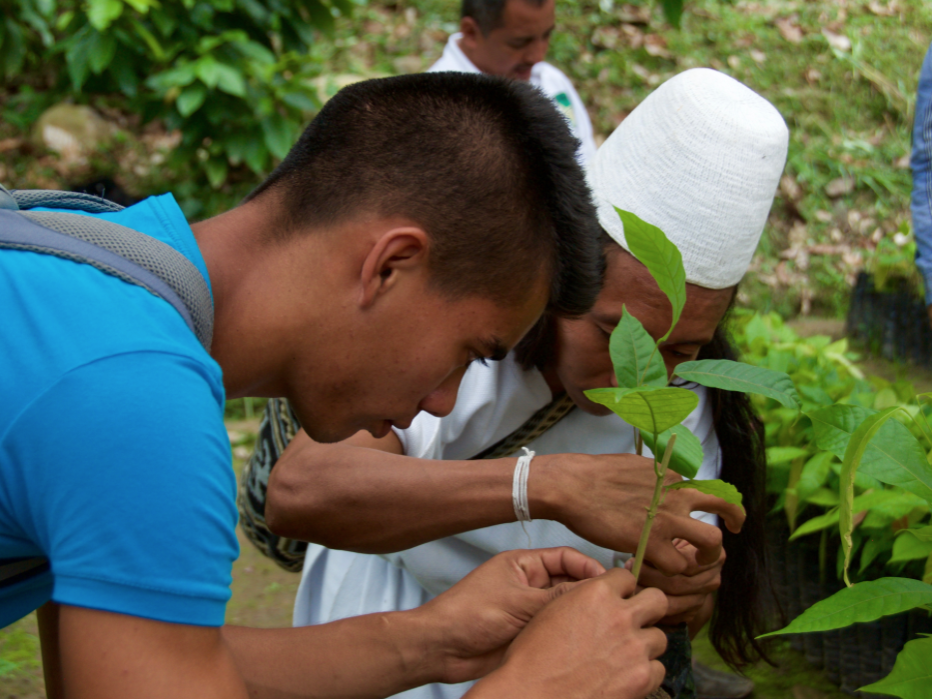 practicing on young cacao plant
