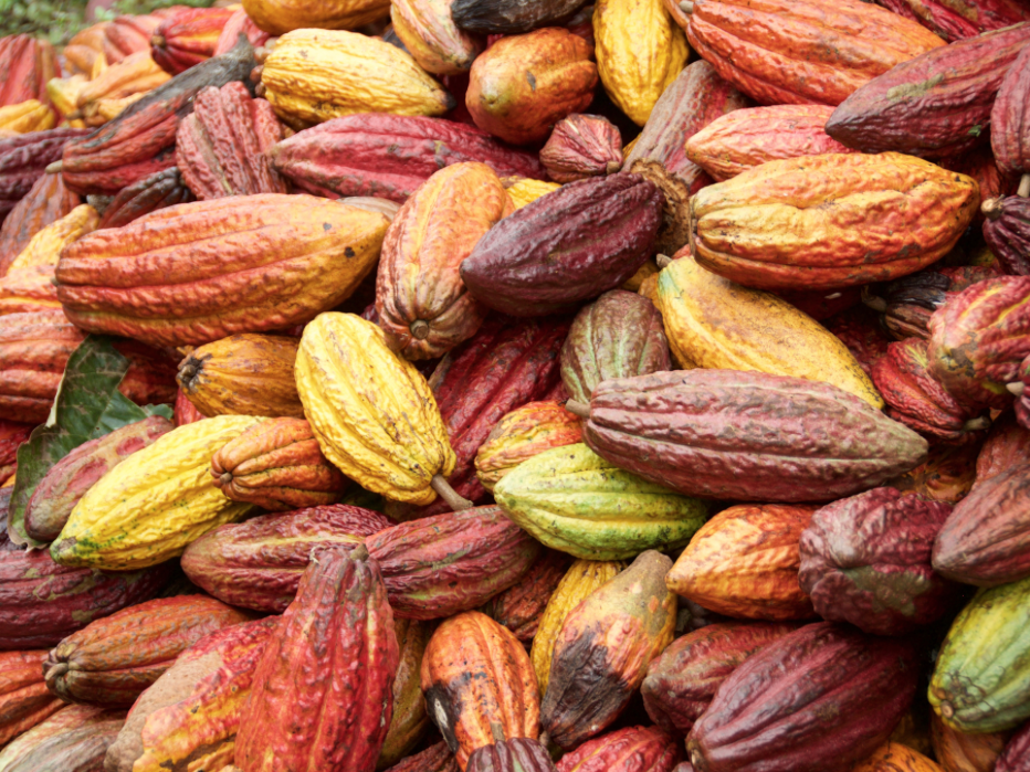 colorful cacao pods