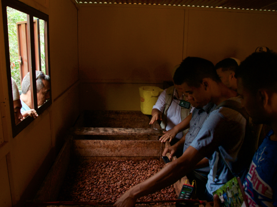 cacao beans in drying shed
