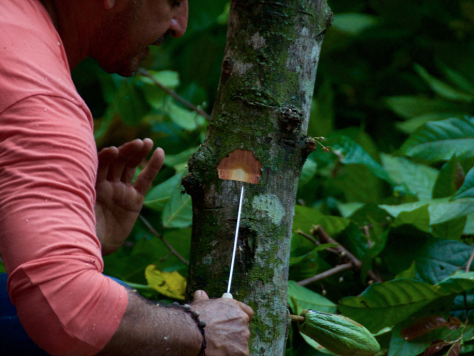 Preparing a cacao tree to receive a graft