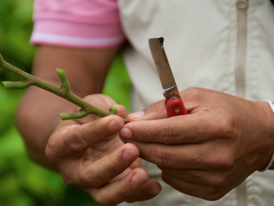 preparing a cacao shoot for grafting