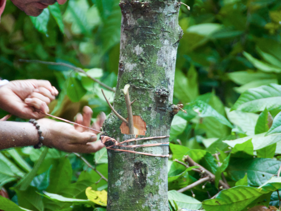 Binding the graft to the tree
