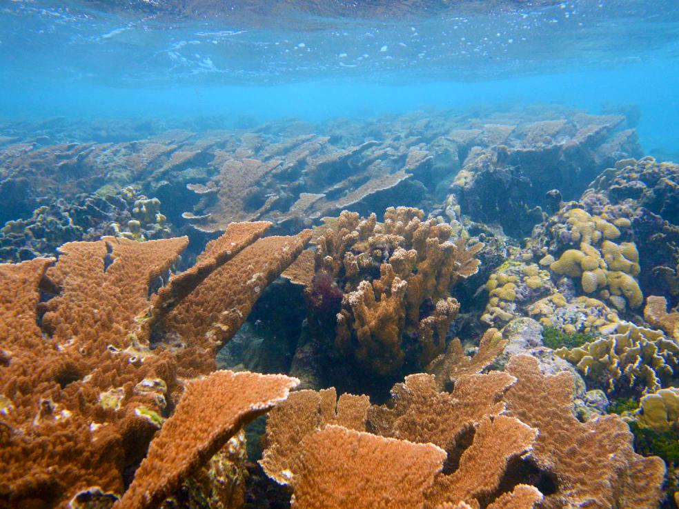 Carne Apalmata Thicket
