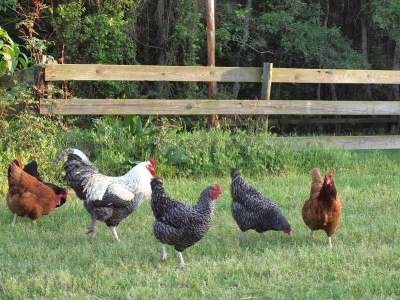 Chickens in pasture