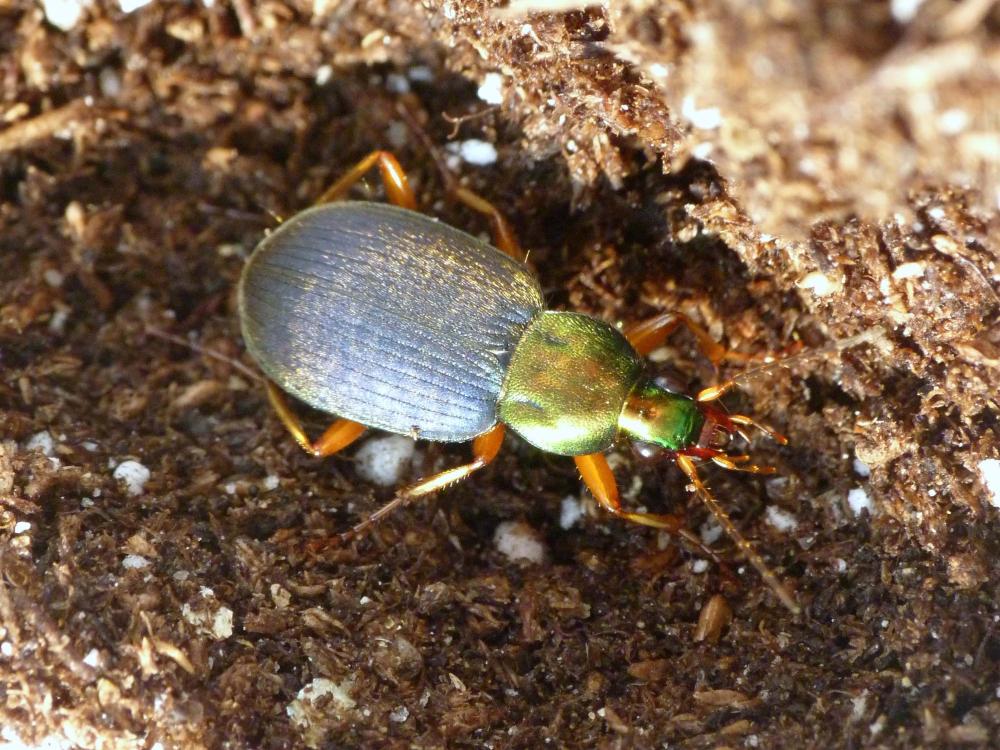 Chlaenius tricolor beetle