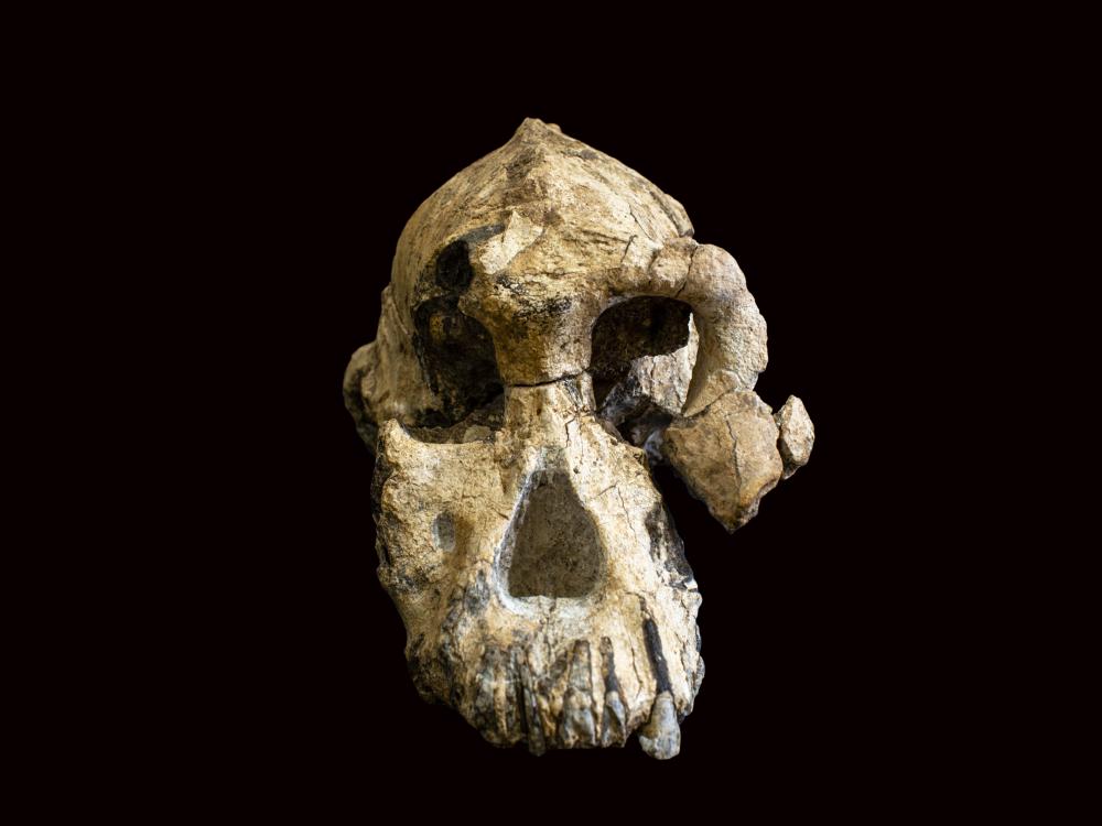 fossil skull deformed on left and partial on right