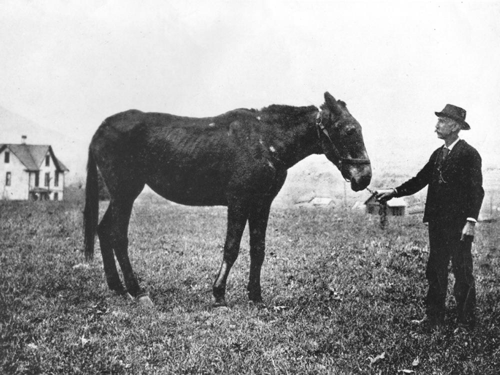 Old Coaly the mule