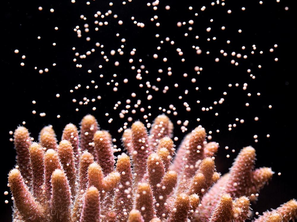 Coral releasing egg/sperm bundles which will be fertilised in the water to form poppy-seed-sized larvae
