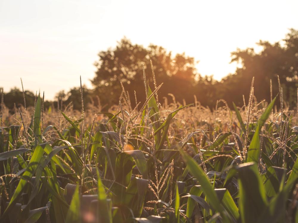 corn growing