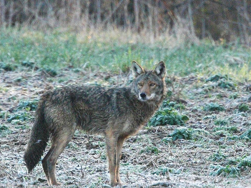coyote standing sideways to camera