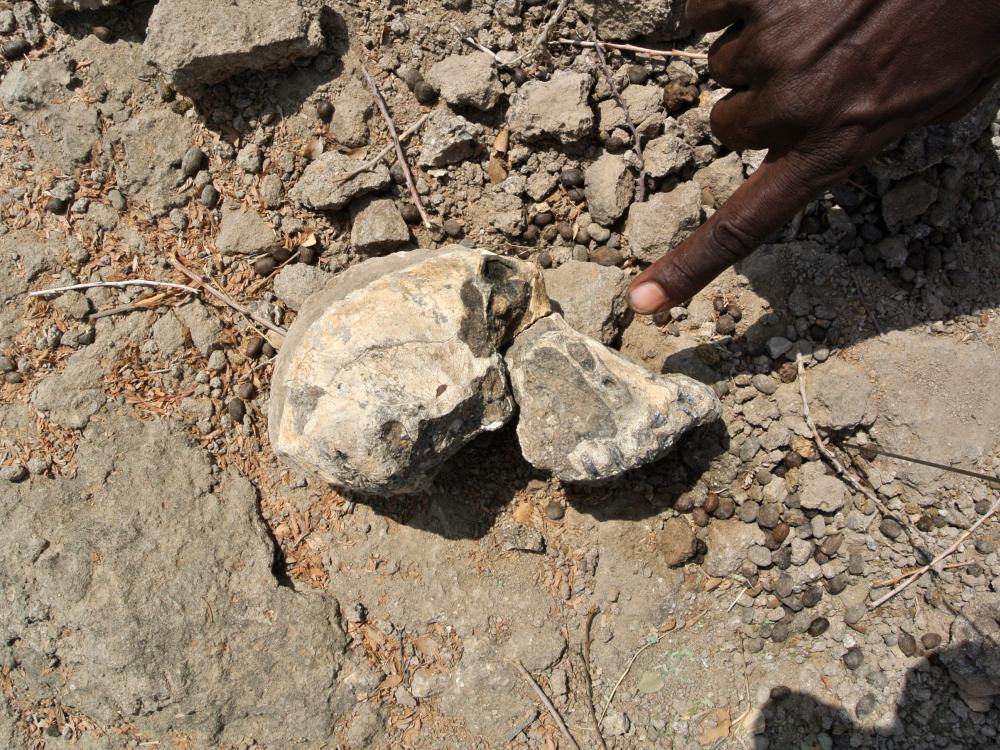 fossil cranium sitting on the ground