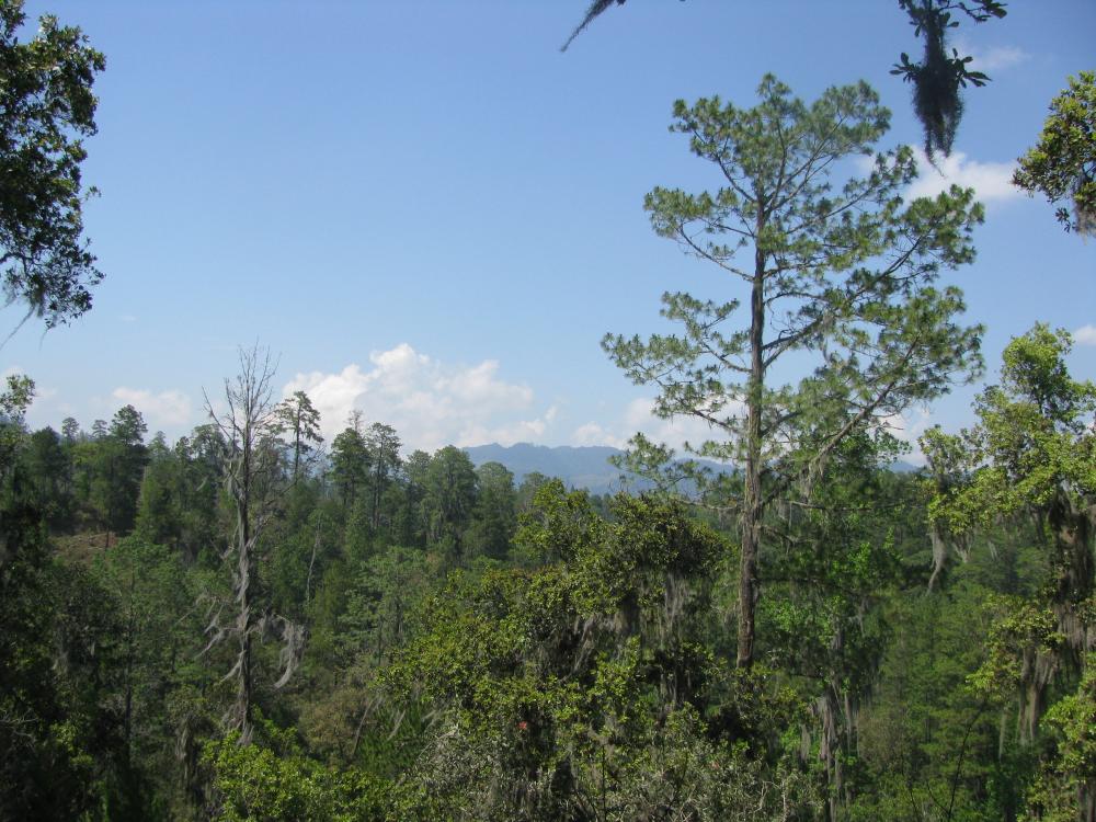 habitat of the red-throated caracara
