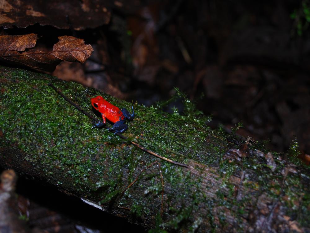 An red-orange dart frog perches itself on top of a mossy log.