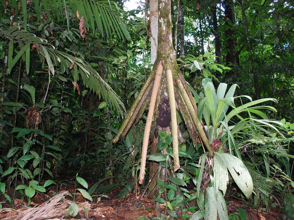 This peculiar Costa Rican tree grows with its roots above ground.