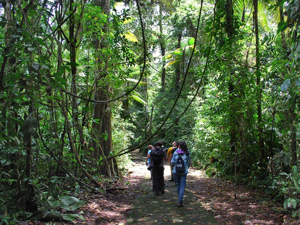 Penn State's CHANCE students trek through the Costa Rican jungle.
