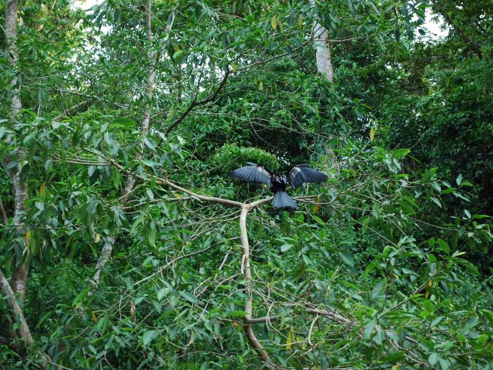 A large, black bird perches itself on a tree limb and fans out its wings.