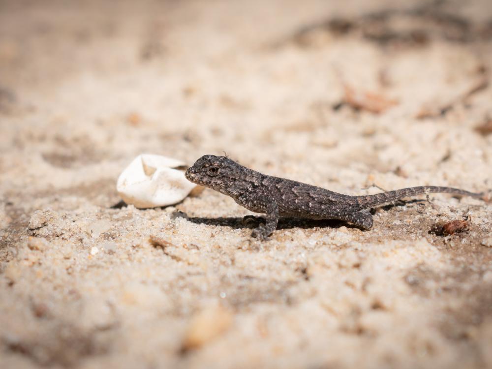 Fence lizard sitting on the ground