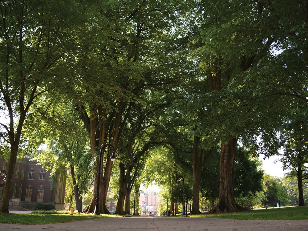 The elms near Old Main