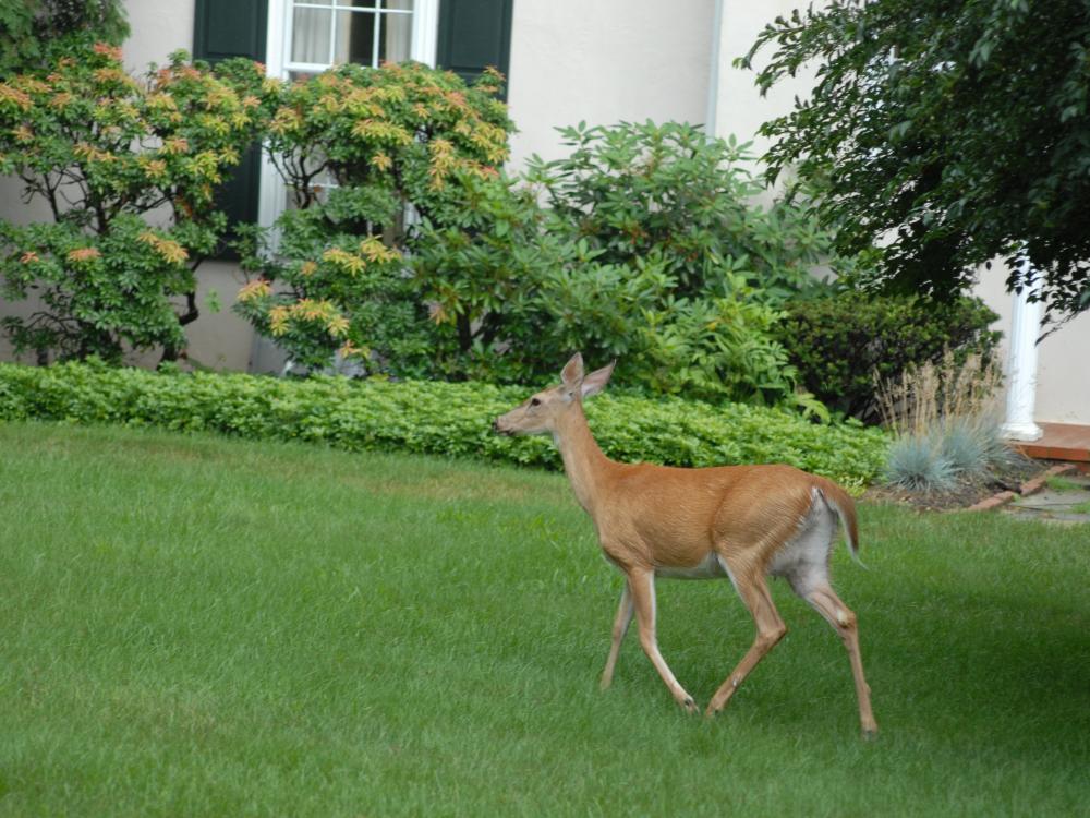 deer on lawn