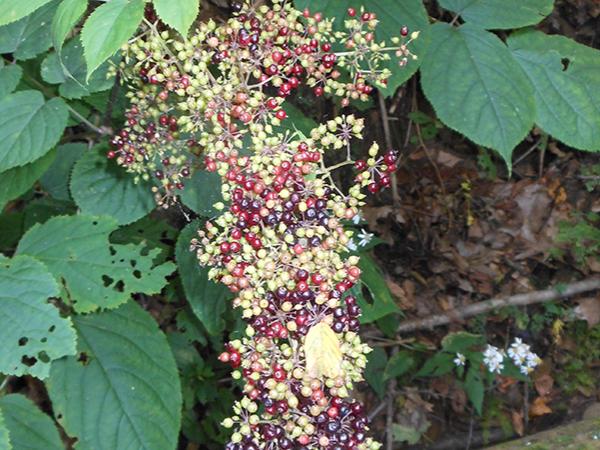 Berries in the woods