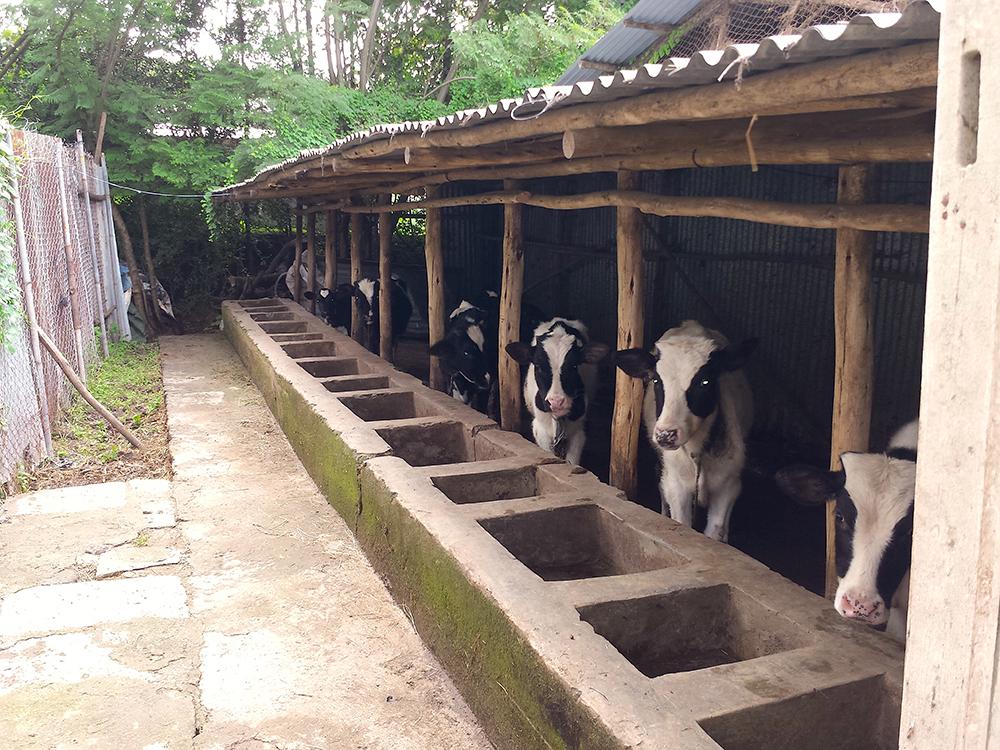 cows Zewdu