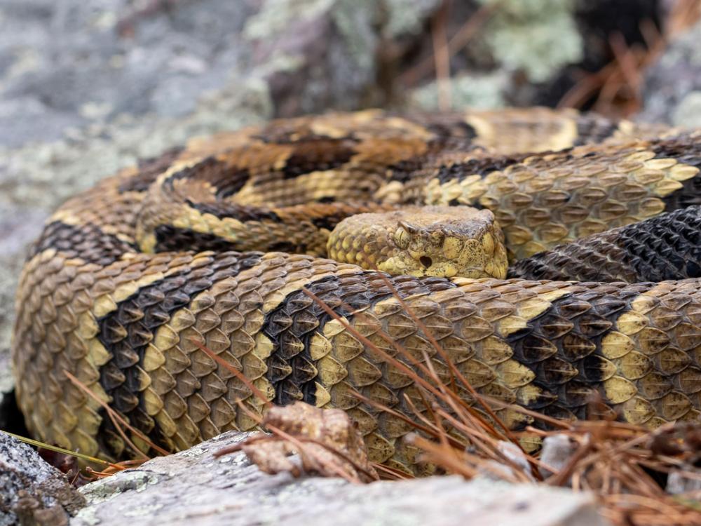 Rattlesnake peering over its body
