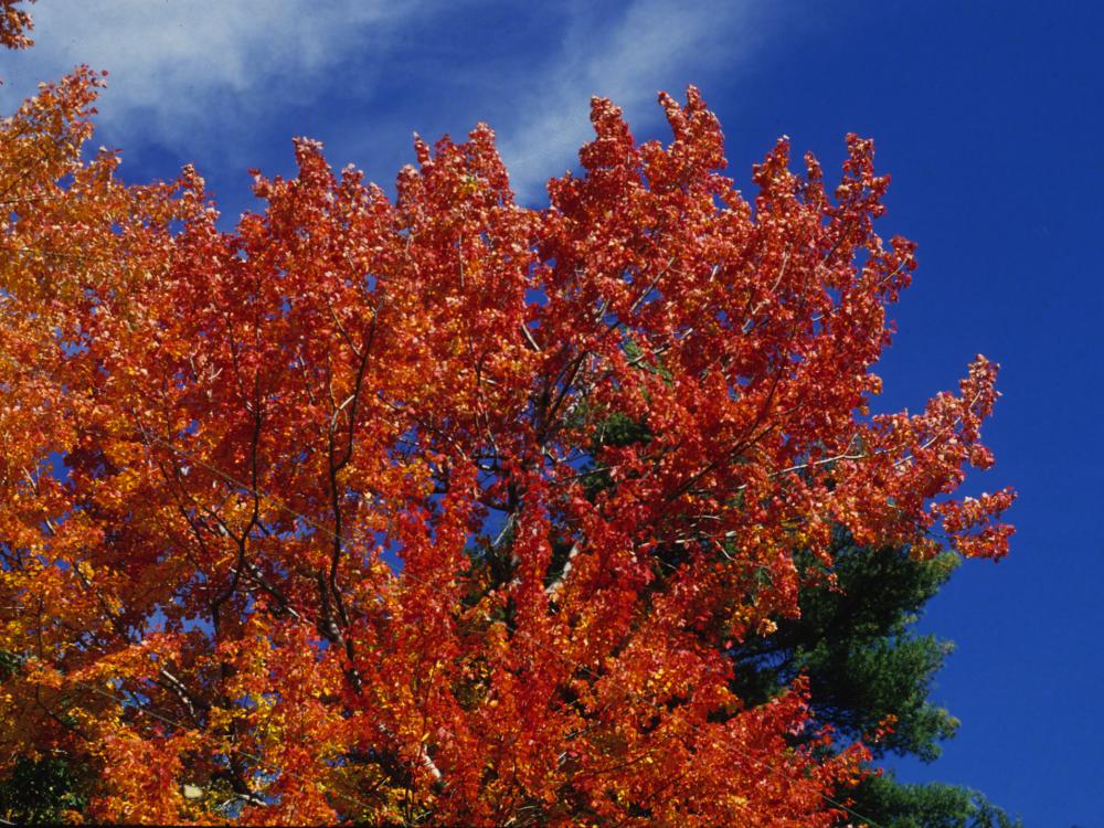 foliage against blue sky