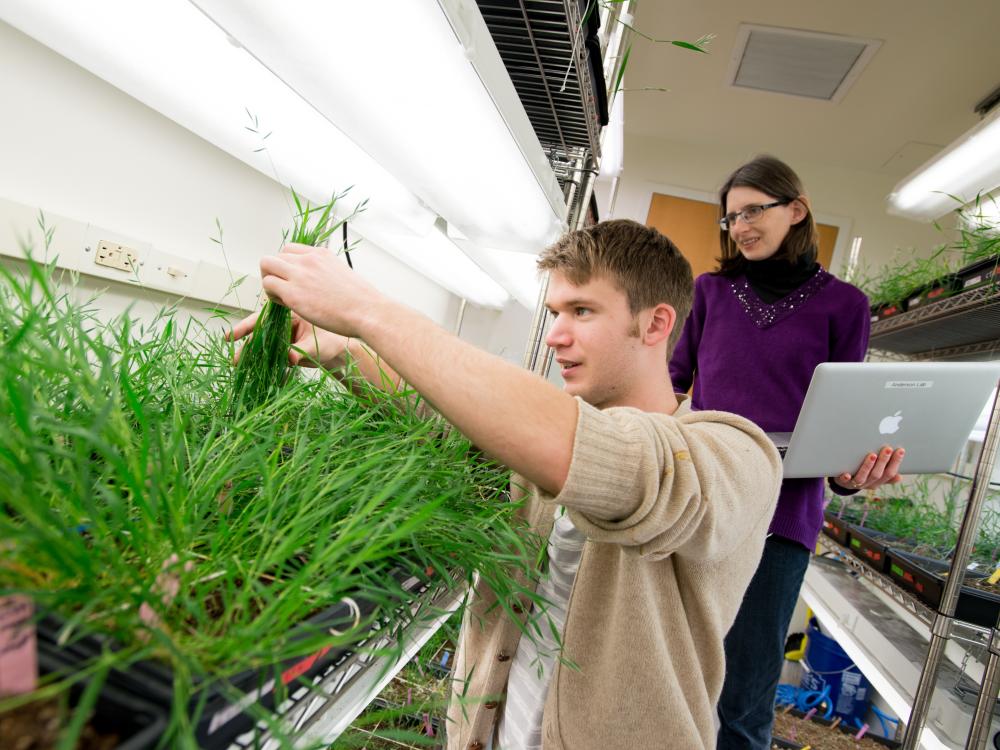 "Fast Farming" research technician and undergraduate student examine Brachypodium plants in grow room. 