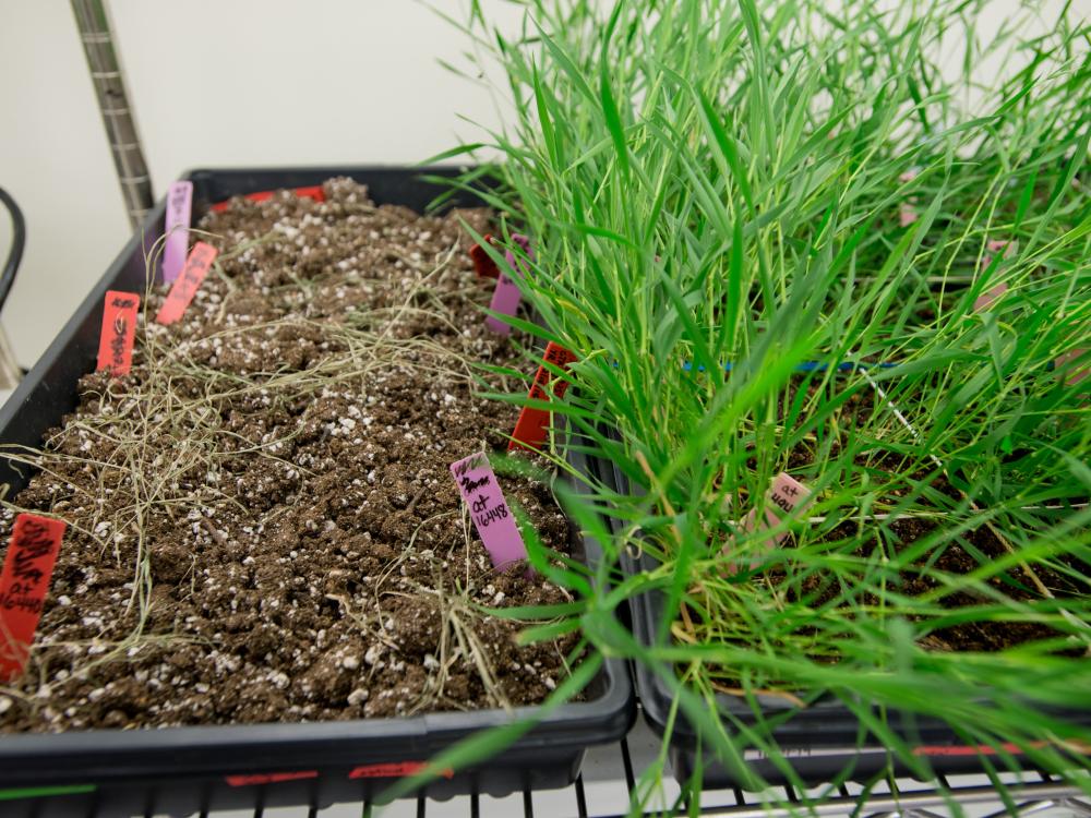 Brachypodium plants that have received water are lush and green, while those grown under drought conditions have not flourished.