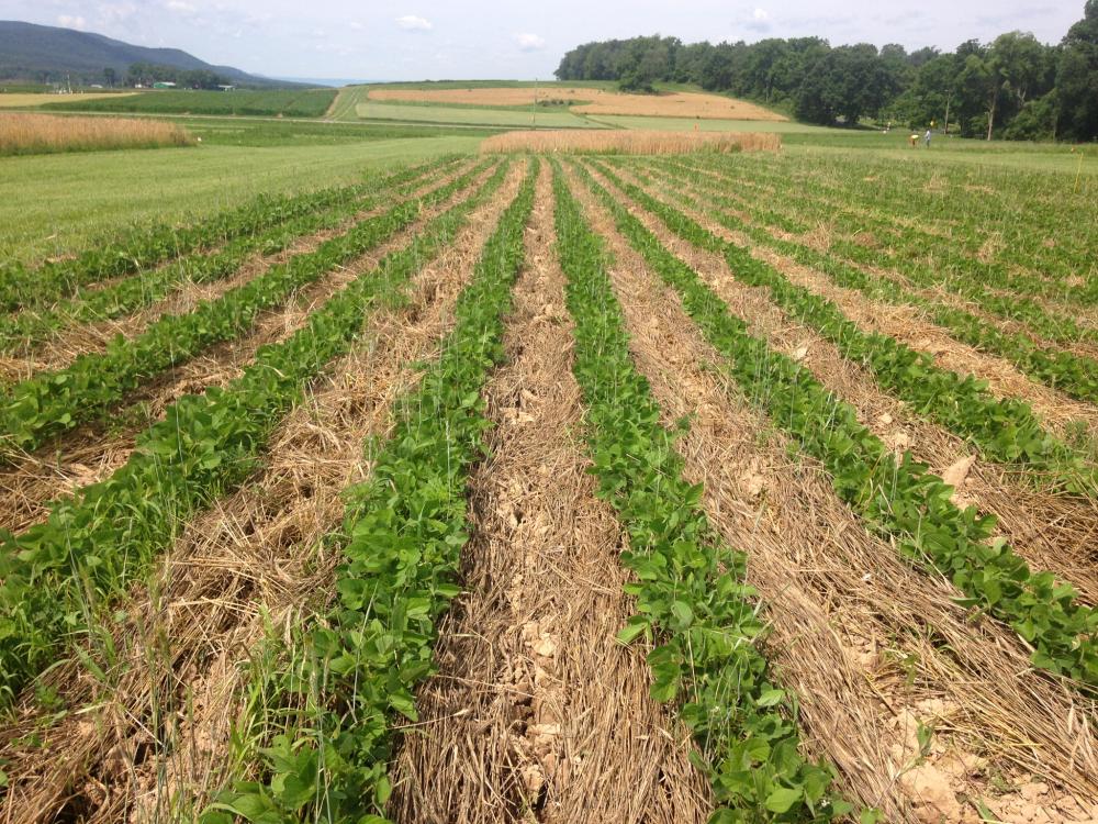 high residue cultivation