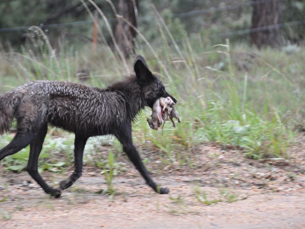 coyote