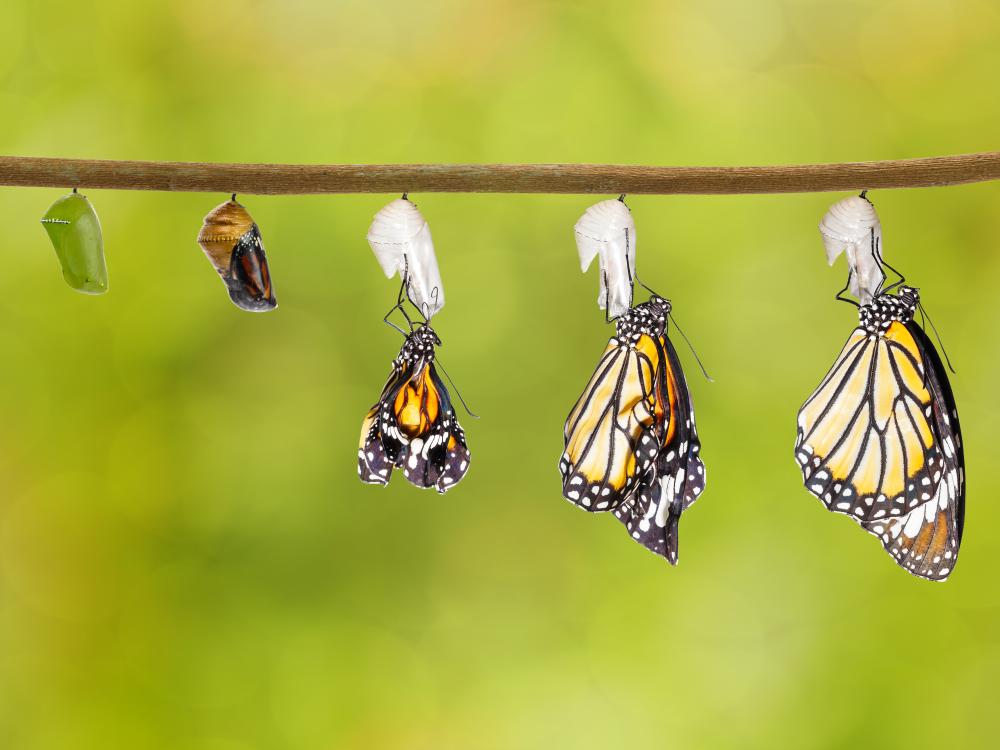 Transition from cocoon to butterfly